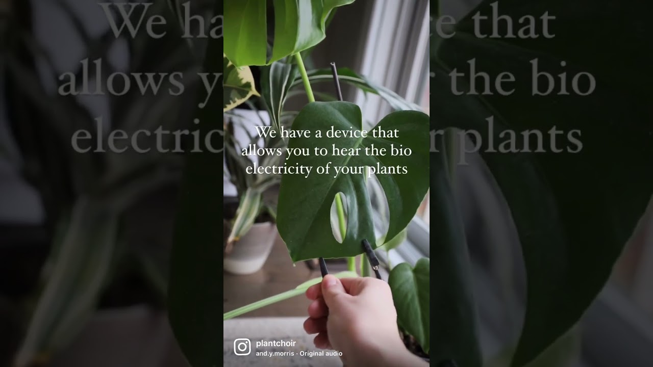 How to create music from your plants