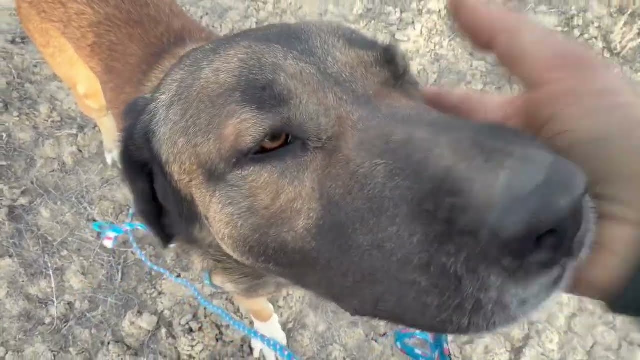 Daisy@Landracefarmlgdrescue 