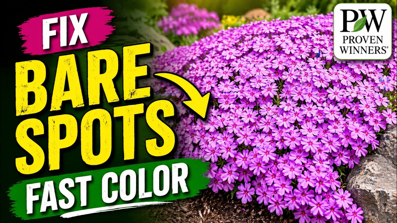 PERENNIAL CREEPING PHLOX | Phlox subulata