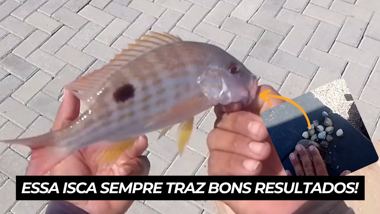 NÃO EXISTE PESCARIA RUIM COM ESSA ISCADA, Pescaria rápida com MUITA AÇÃO - PESCA DE PRAIA