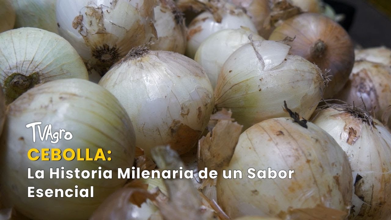 Cebolla: La Historia Milenaria de un Sabor Esencial - TvAgro por Juan Gonzalo Angel