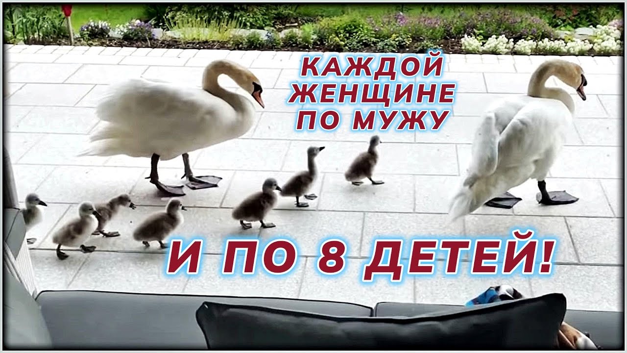 Каждой женщине по мужу и по 8 детей! #2k