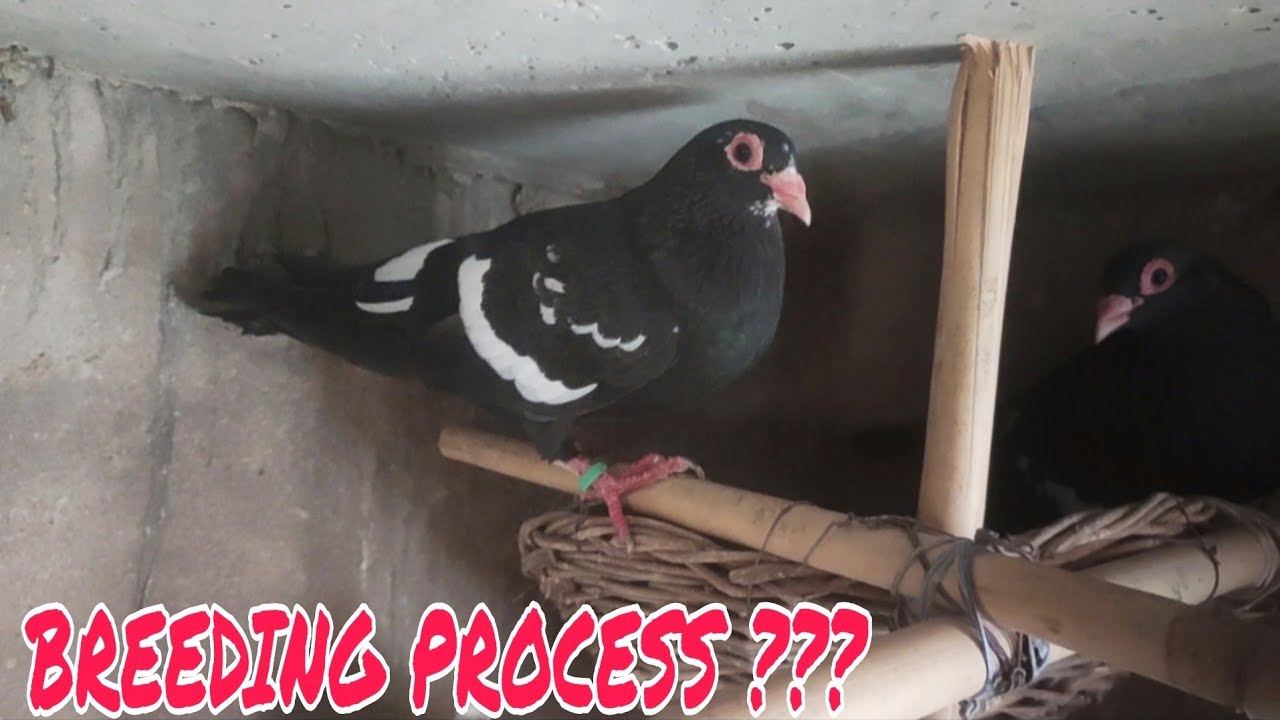 Pigeon Breeding Process @Harshit