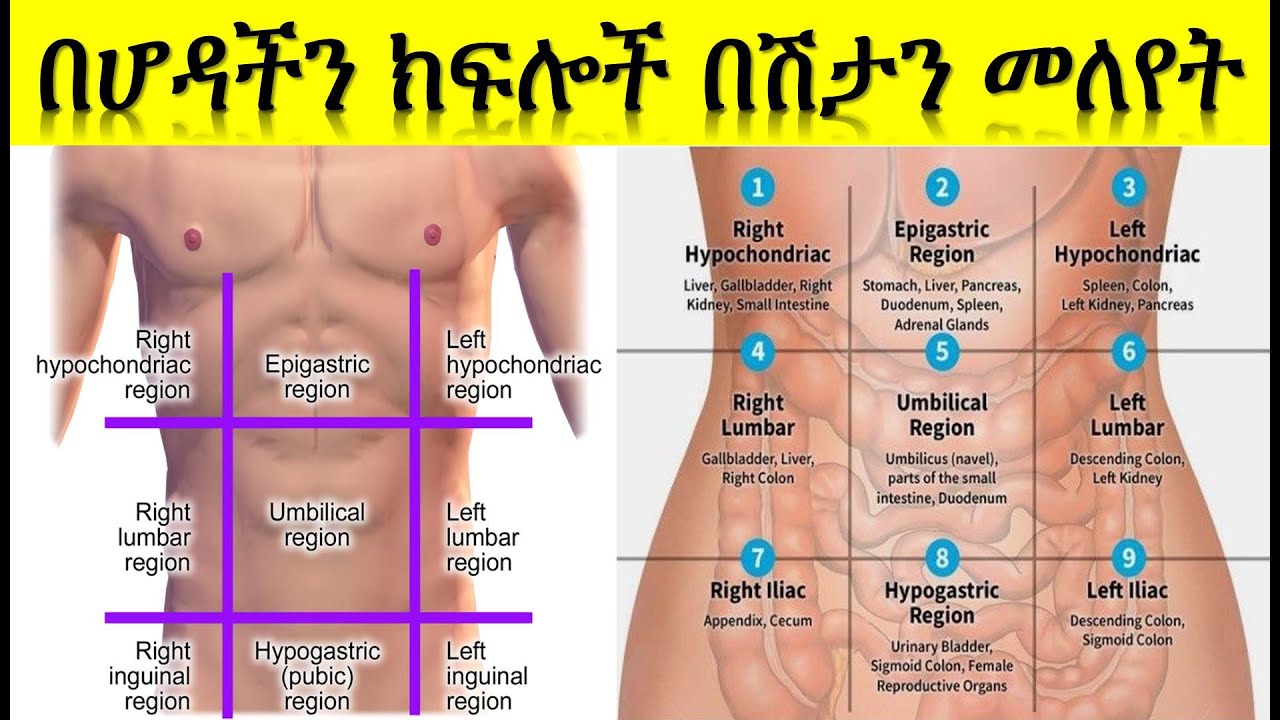 Identifying Stomach Sickness with its Location - በሆድ ክፍል(ቦታ) ህመምን መለየት
