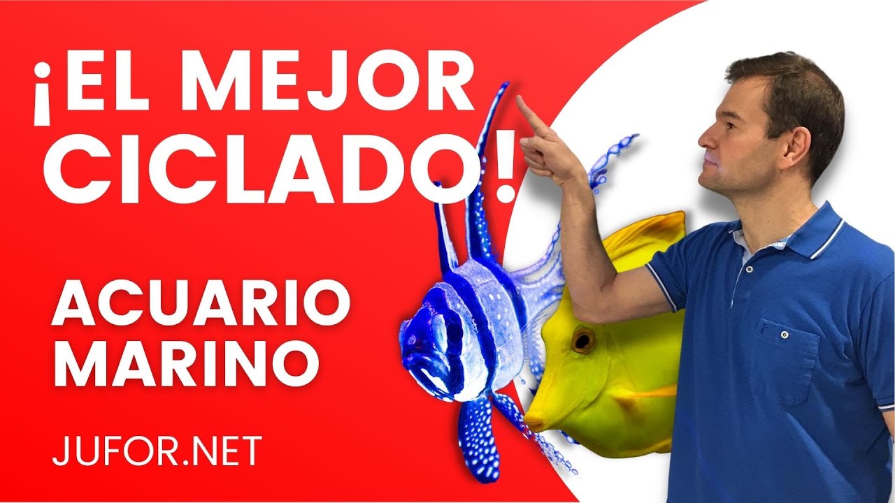 Cómo hacer un MEJOR CICLADO de mi acuario MARINO  🐠 🐠