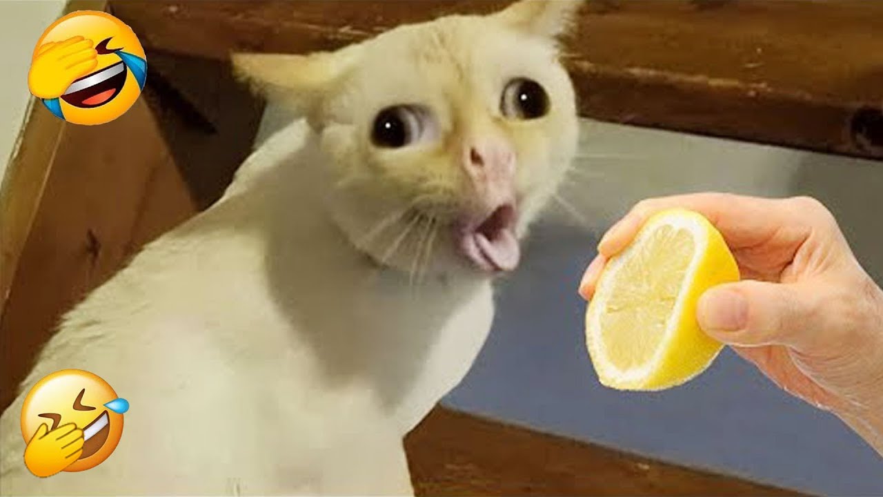 You Laugh You Lose 😁 The Best Funniest Cats and Dogs Moments Compilation 2026 🐱 Part 18