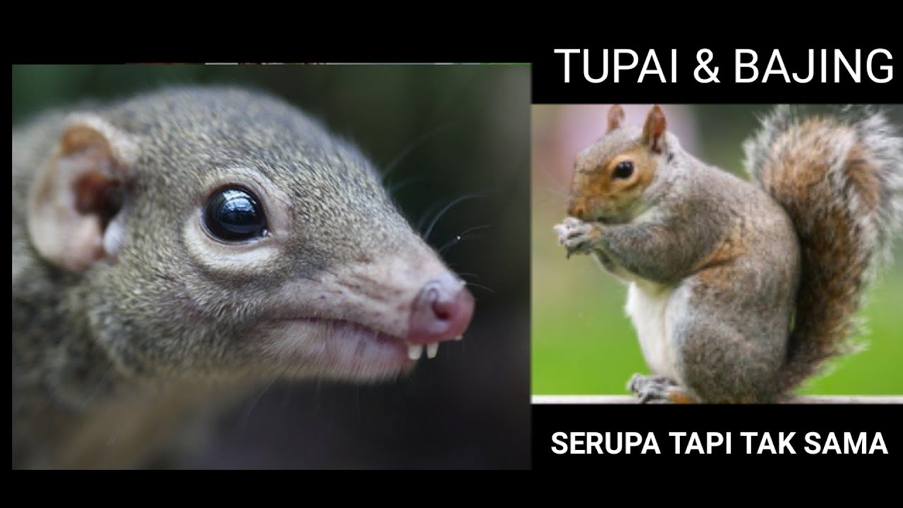TUPAI & BAJING SERUPA TAPI TAK SAMA.