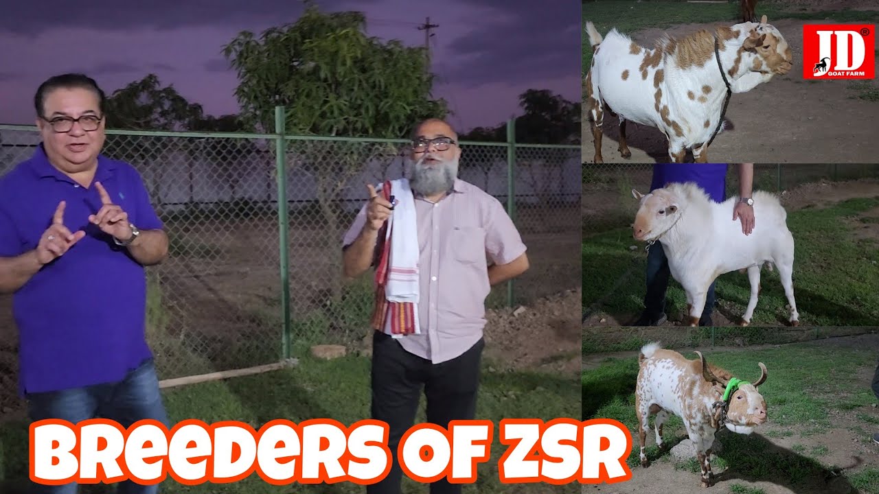 Top Quality Barbari Breeders of ZSR Goat Farm Pune | JD Goat Farm |