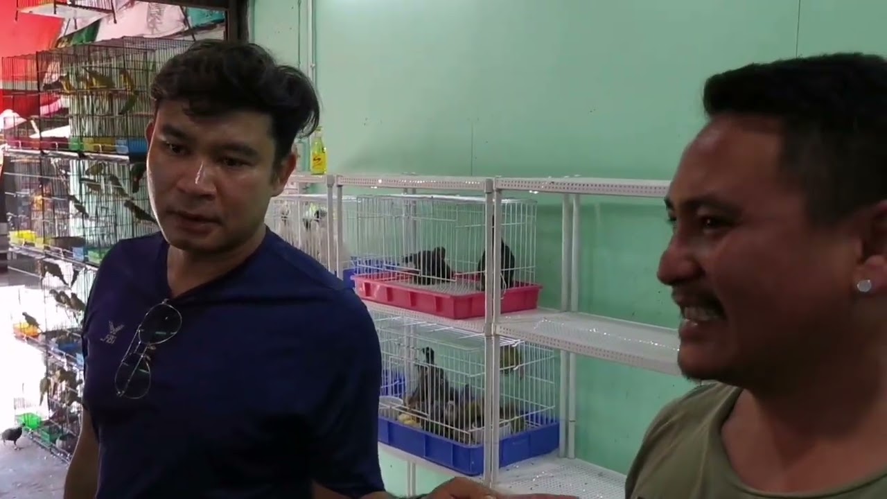 นกแก้วสวยงาม​ Parrot​s (ร้านนุ JJ)​🦜
