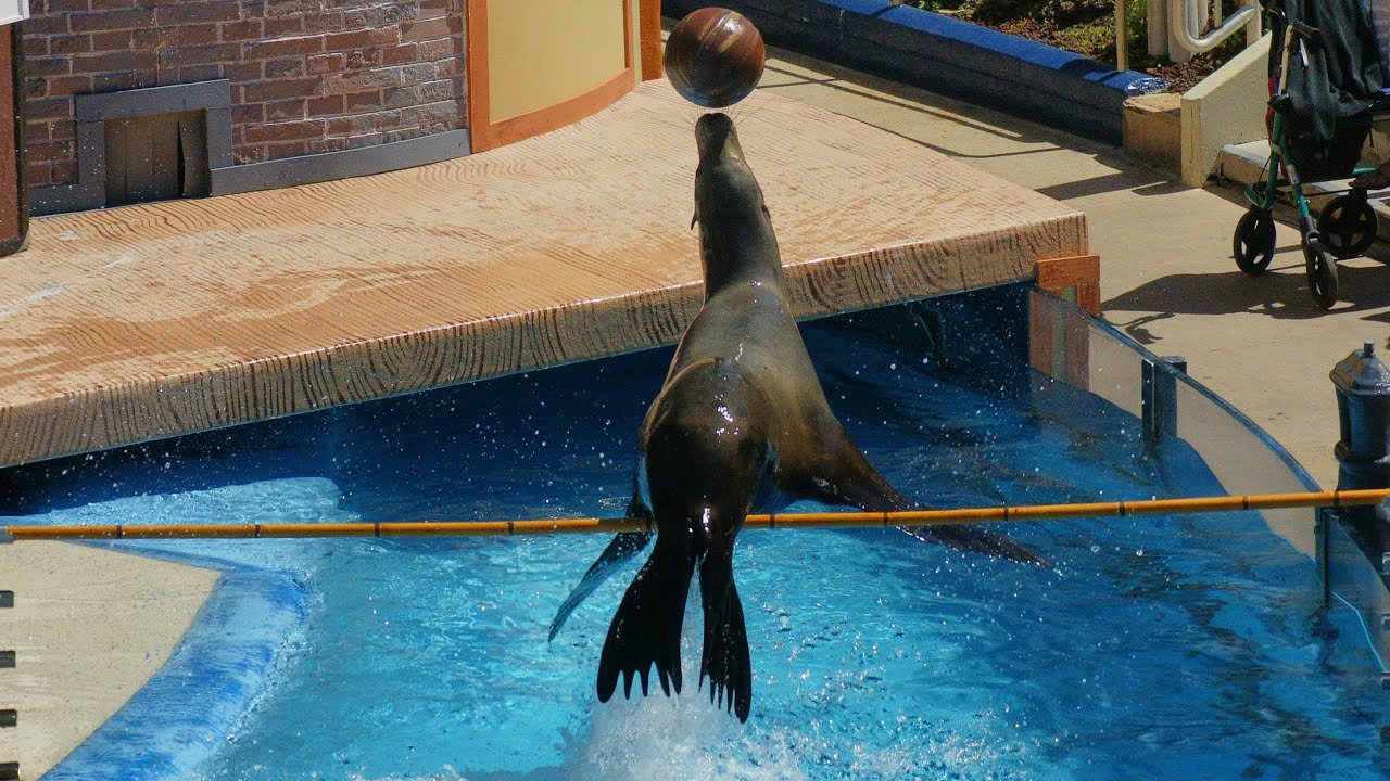 Sea Lions Live (Full Show) SeaWorld San Diego