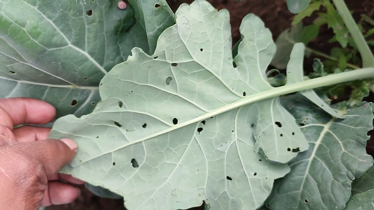 Brócoli Gusano Plutella Xylostella
