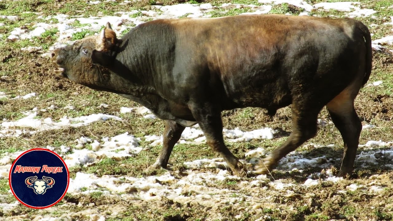 BRIZAN OD PERENDE I JELENKO OD 3 JARANA BABIN POTOK 2023 KORIDA