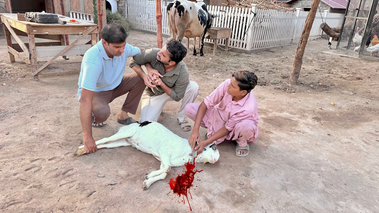 Wahab Bhiya Milo Ko Zibah Krany Lge😭