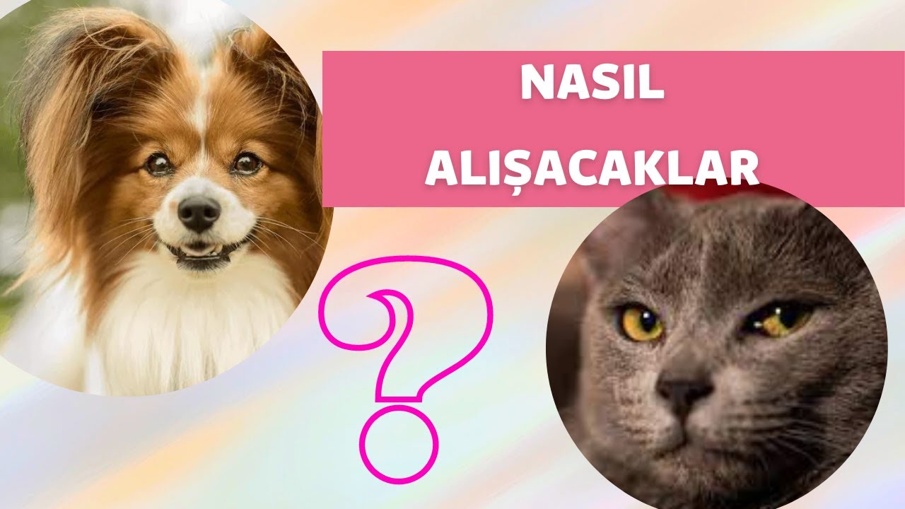 KÖPEĞİMİ KEDİME NASIL ALIŞTIRABİLİRİM? EVE YENİ GELEN KEDİNİN YA DA KÖPEĞİN BİRBİRİNE ALIŞTIRILMASI