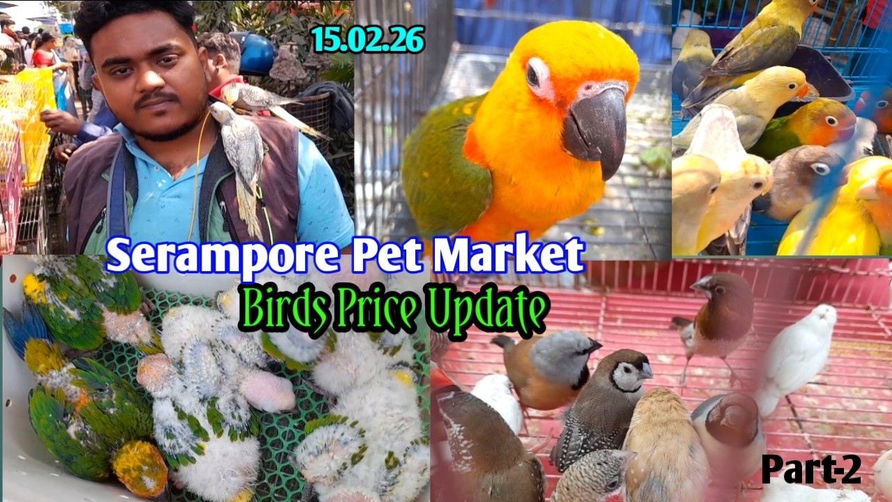 Recent Birds price update at Serampore Pet Market on 15.02.26 | cheapest bird market #birds