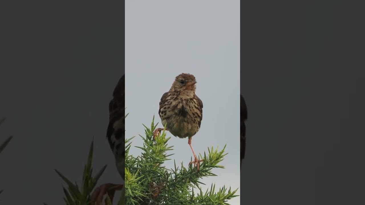 Meadow Pipit chirping away #birds #nature #animals #wildlife #meadow