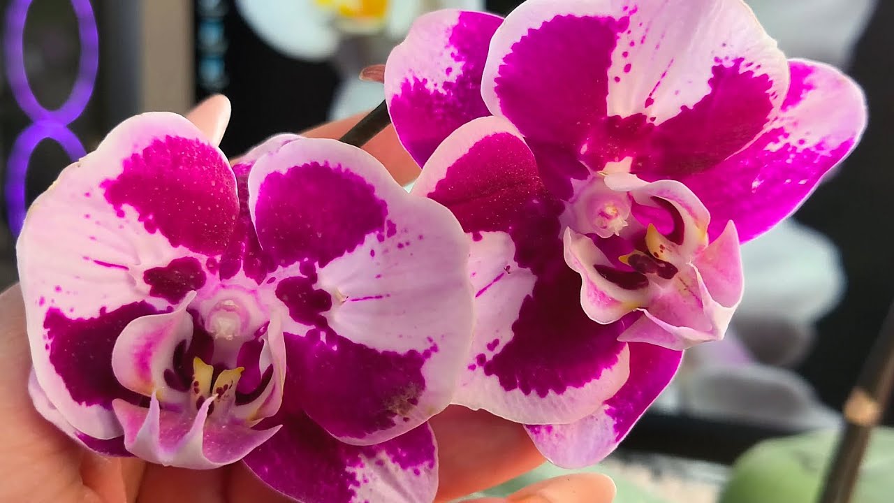Что купила на выставке 😍🦋🙂&hearts;️🍀