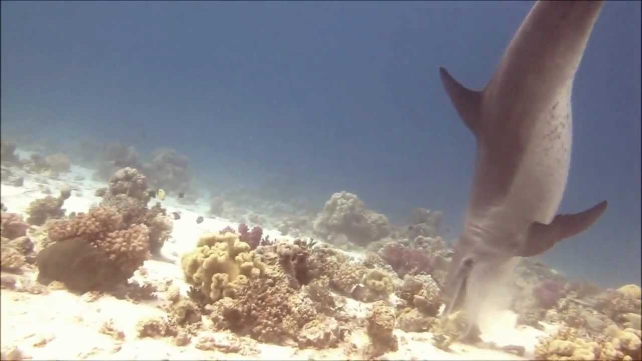 Дайвинг с дельфинами. Хургада. Дельфин играет.