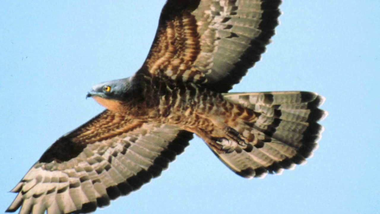 BTO Bird ID &mdash; Летние канюки: обыкновенный канюк и осоед