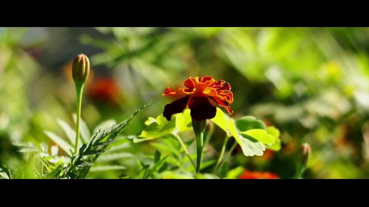 Зенитар-МЕ1 50mm f/1,7 on Sone Nex 5. Test video