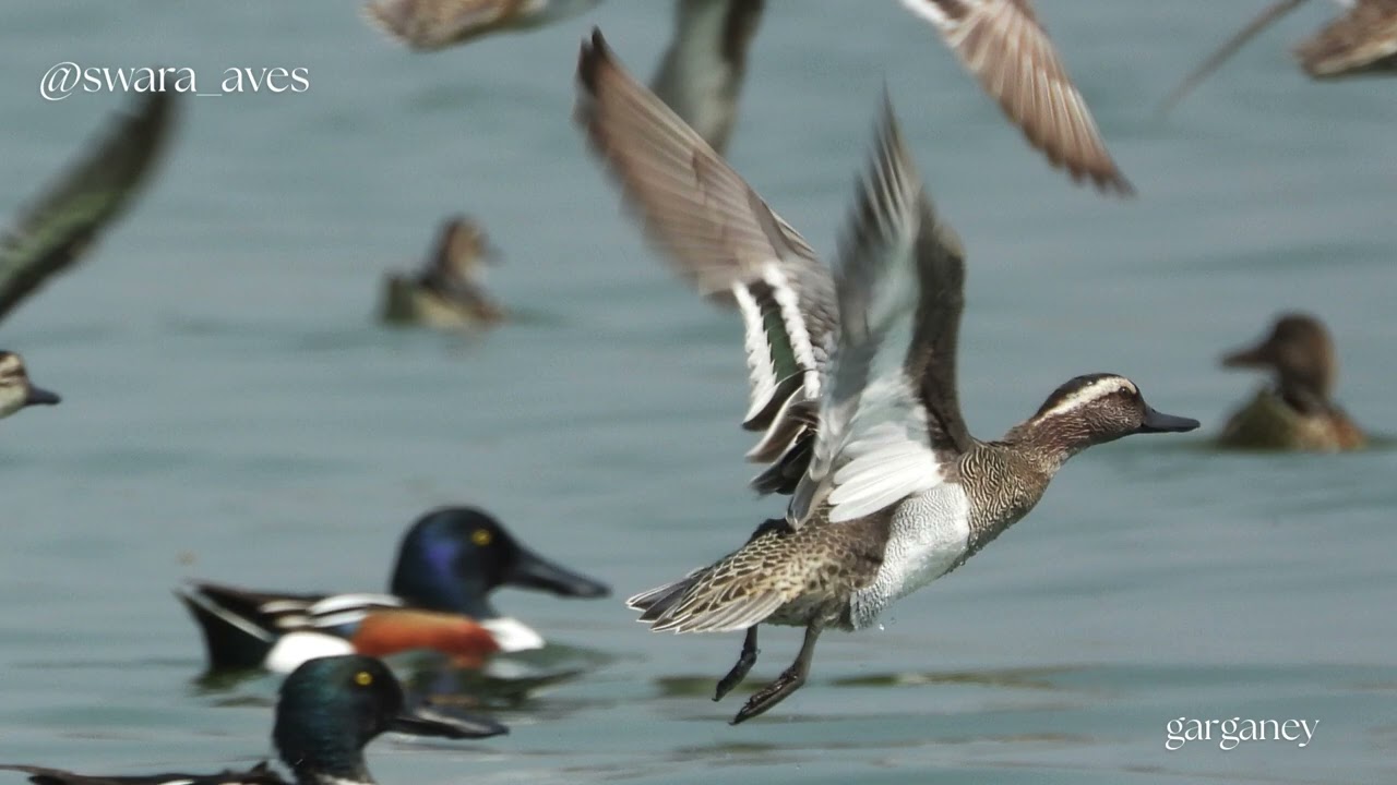 Great Backyard Bird Count 2026 Highlights | 13th - 16th Feb | Swara Chandorkar