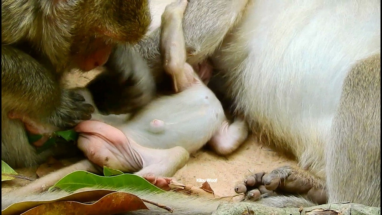 Daily Joy of Cute Baby Monkeys! 🐵