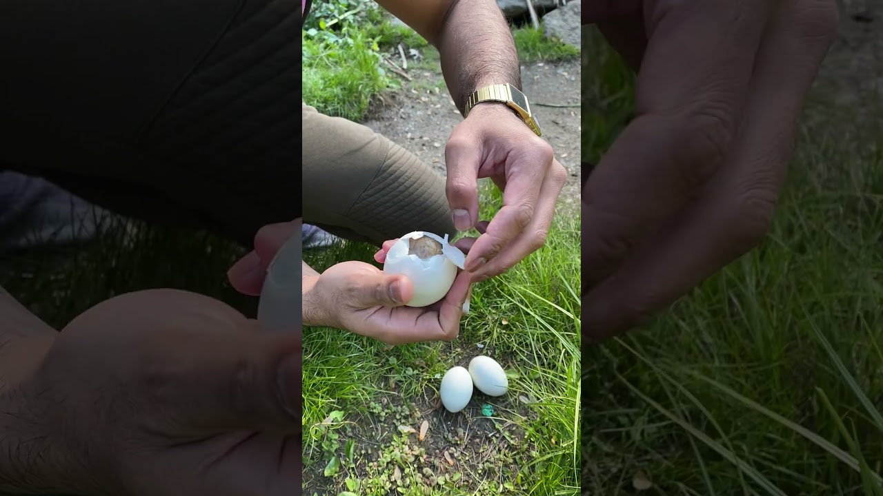 Eating wild duck eggs in central park nyc! #shorts