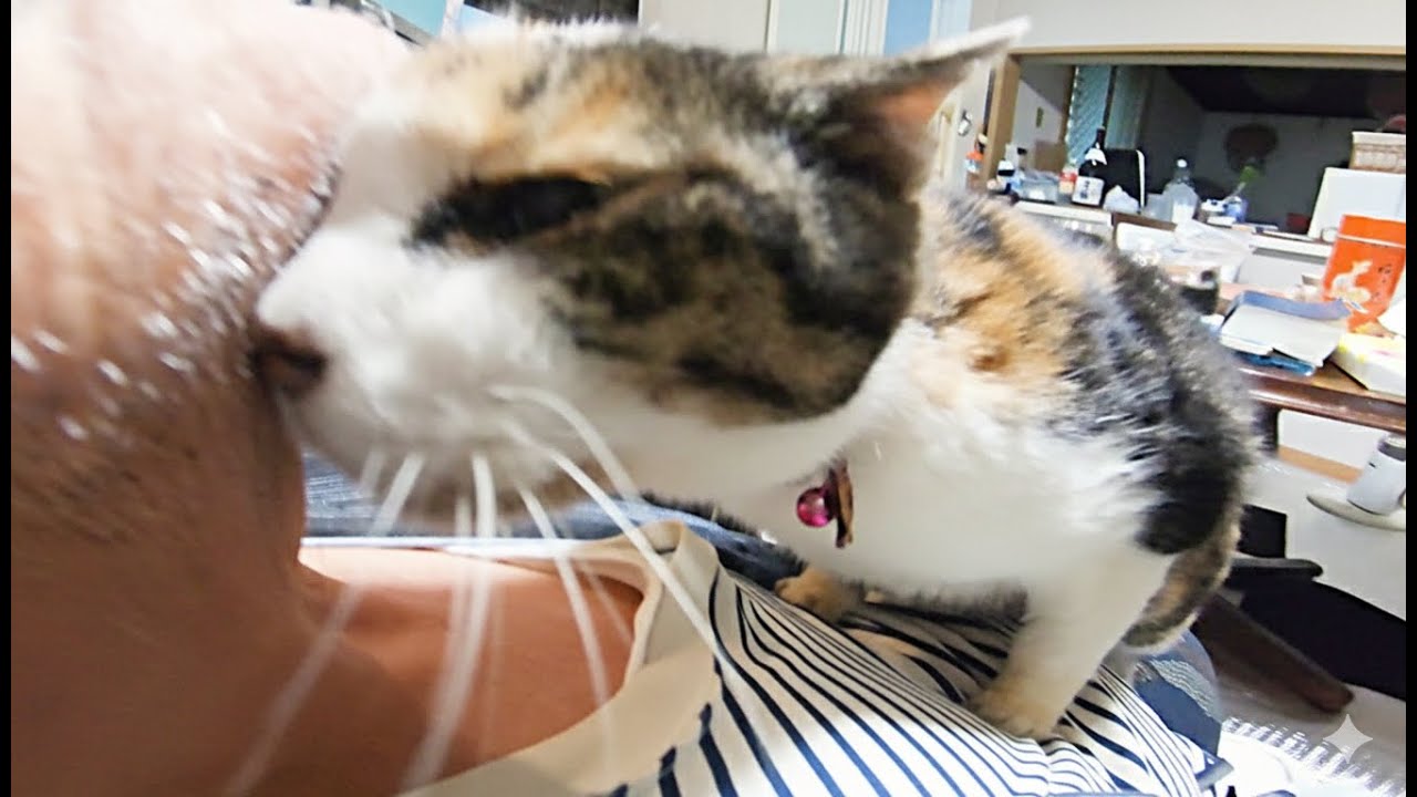 猫パンチ改め、顔面頭突きする猫の愛の強さにたじたじしてしまう