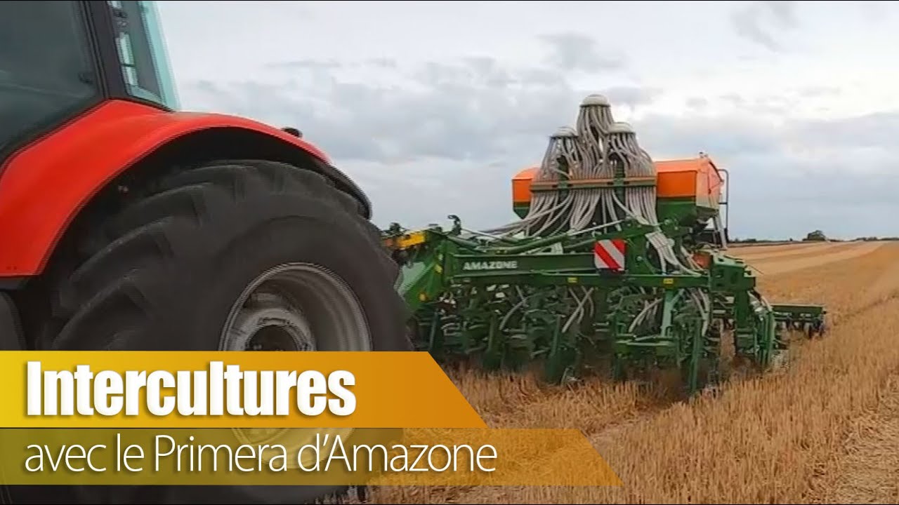 Intercultures avec le Primera d'Amazone