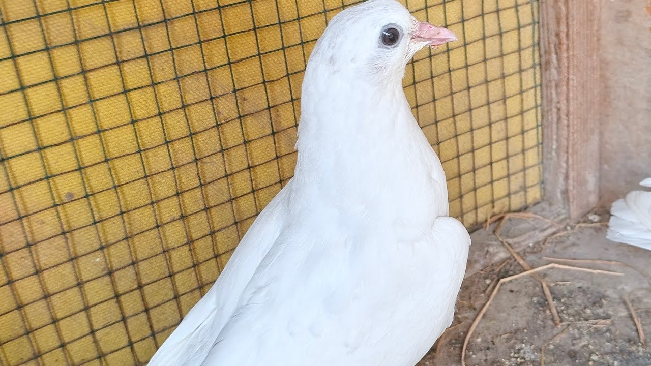 welcome back pigeon kabootar is live🕊🕊