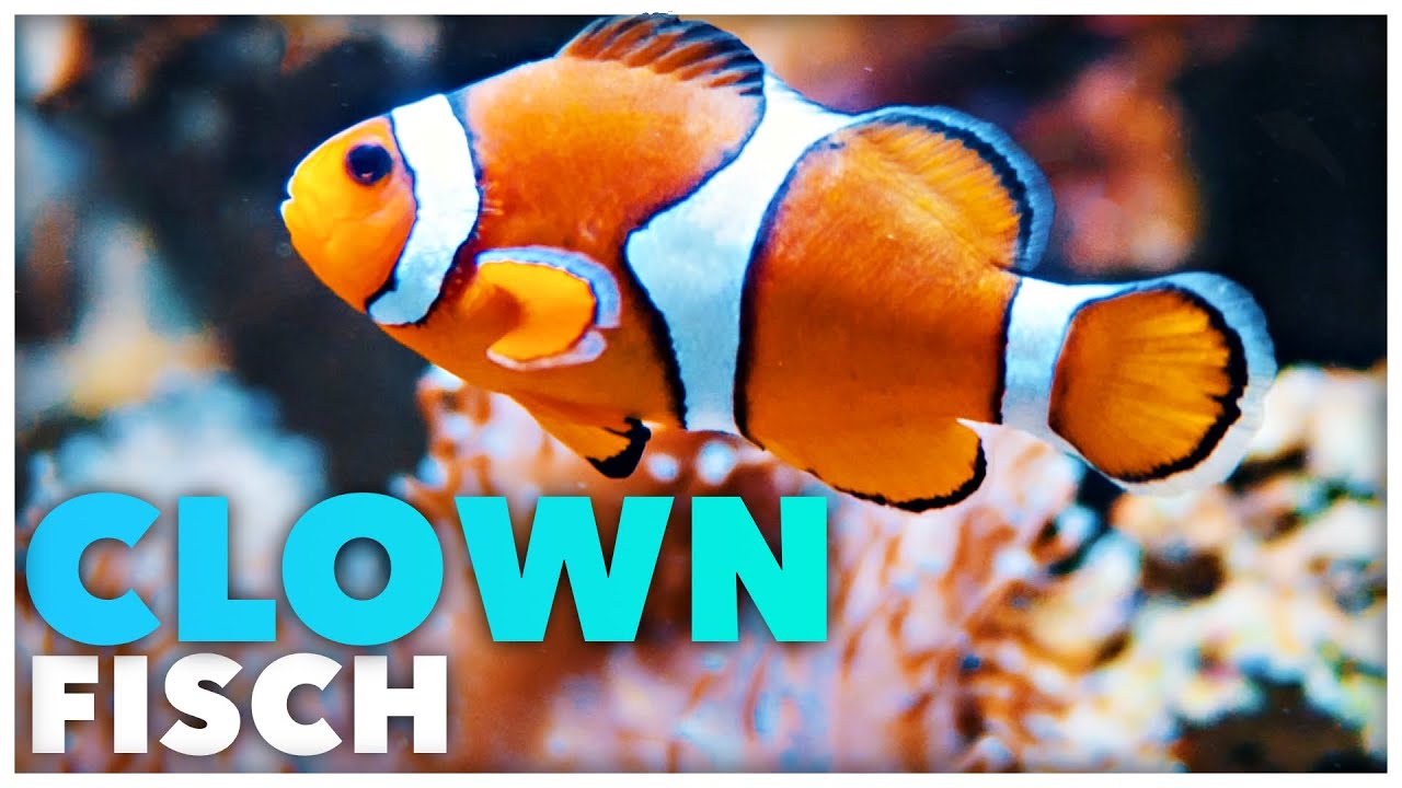 CLOWNFISCH - Alle wichtigen Informationen in 100 Sekunden