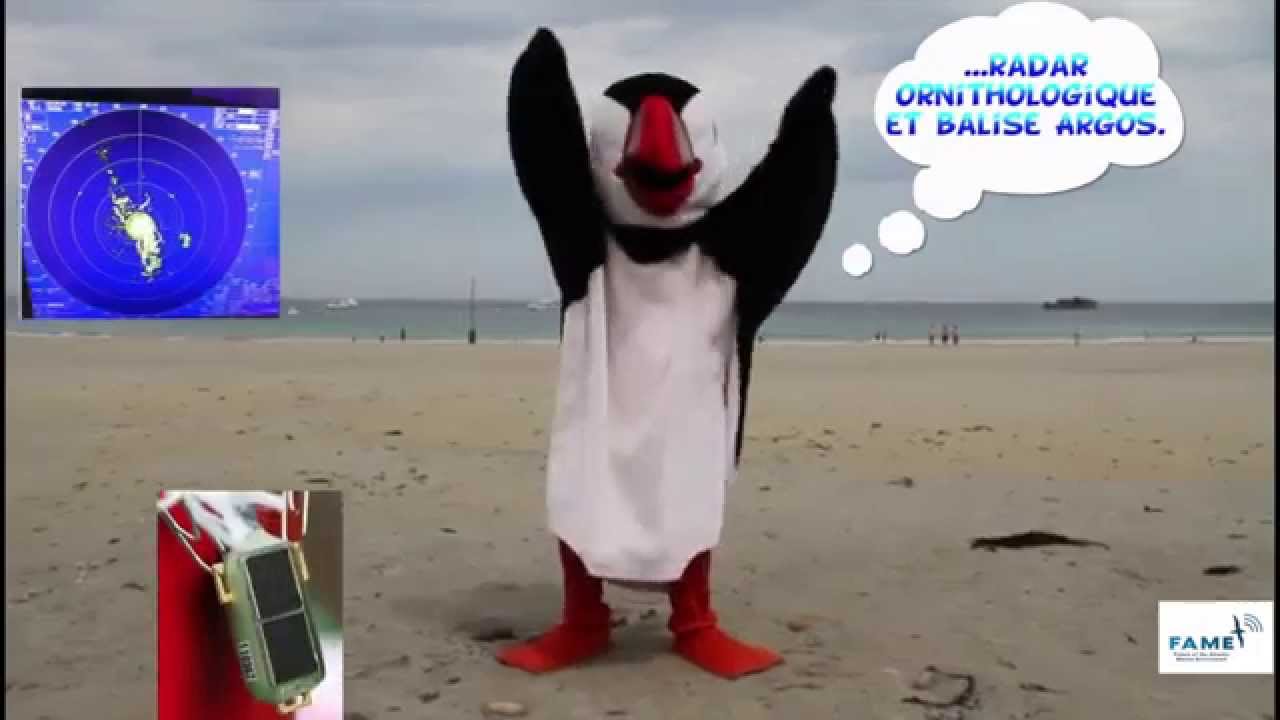 Join the Puffin Dance! - LPO France Final Macarix