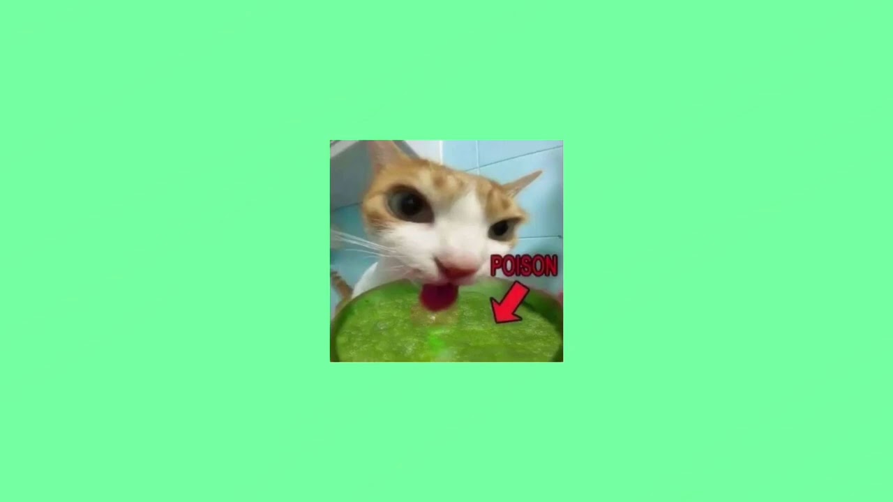 Playlist that reminds me of silly little cats!! 100K VIEWS!!😸😸🎵🎸🎧🎶