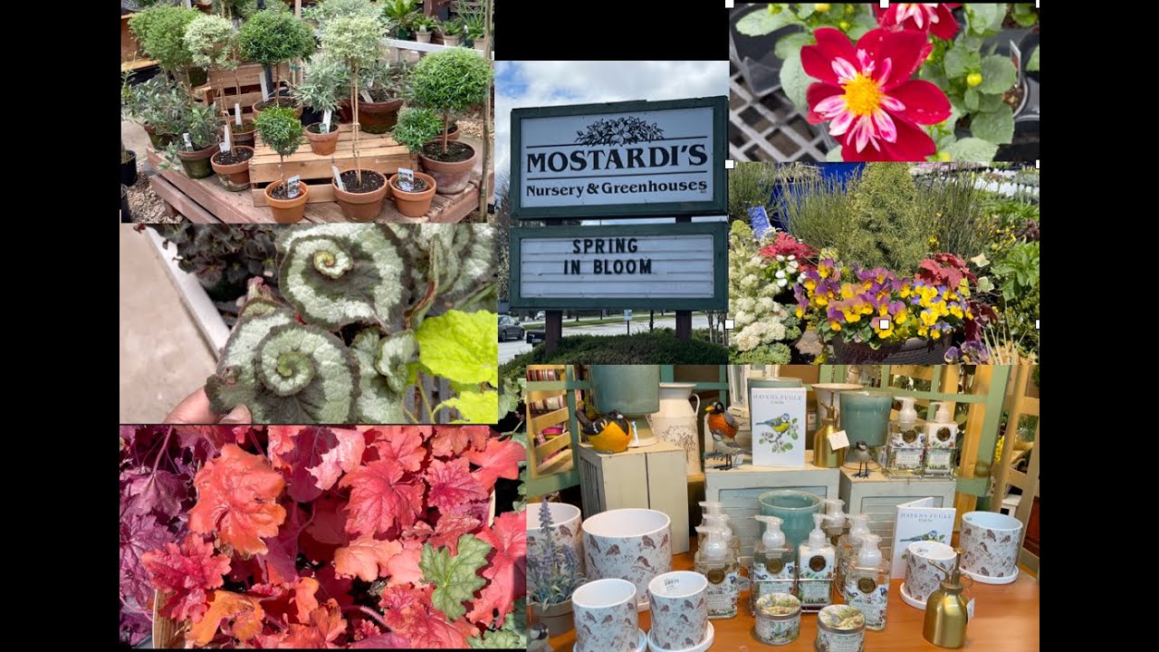 Plant Shopping | Mostardi's April 2024