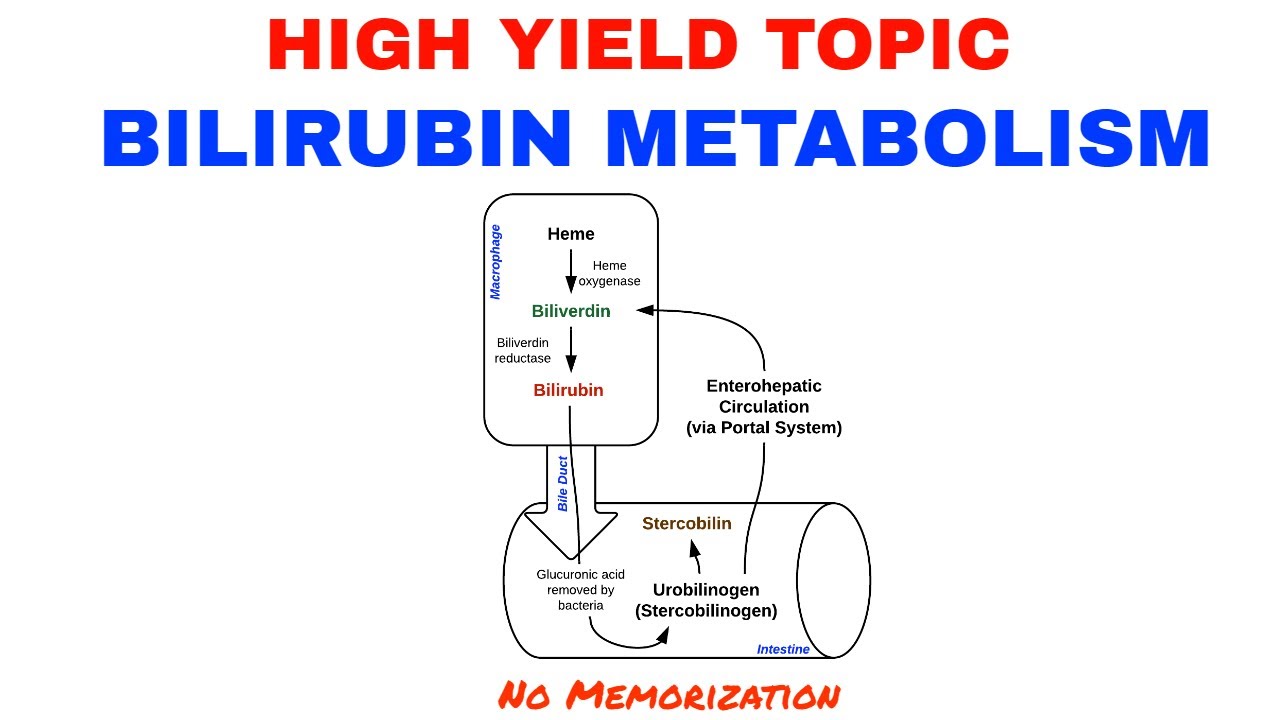 BILIRUBIN METABOLISM/JAUNDICE/HIGH YIELD/USMLE STEP 1/USMLE STEP 2 CK/MCC/CLINICAL MEDICINE