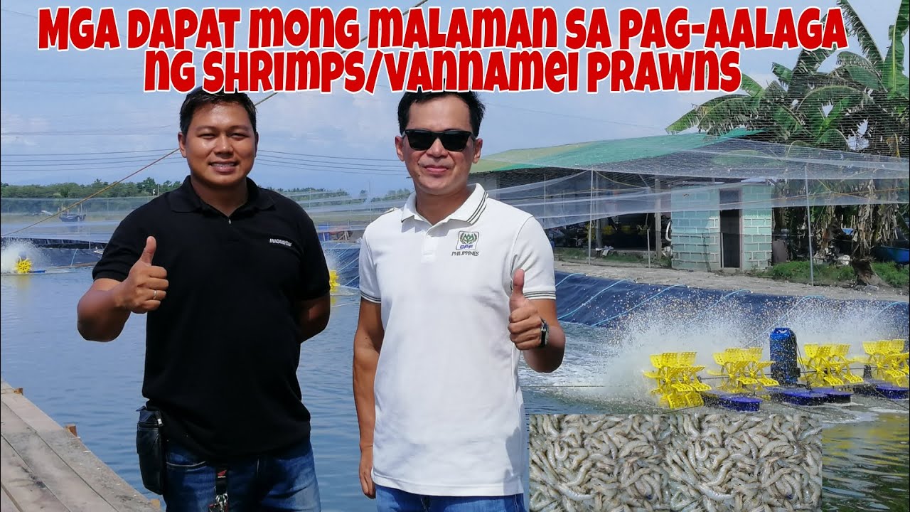 Tips and Techniques sa Pag-alaga ng Shrimp/Vannamei Prawns