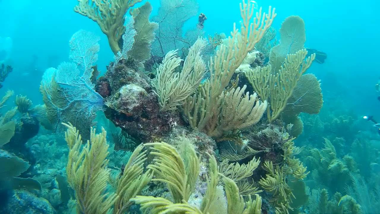 Diving Yucatan 2016: Cenotes, Whalesharks, Xcalak manatees & Cozumel reefs