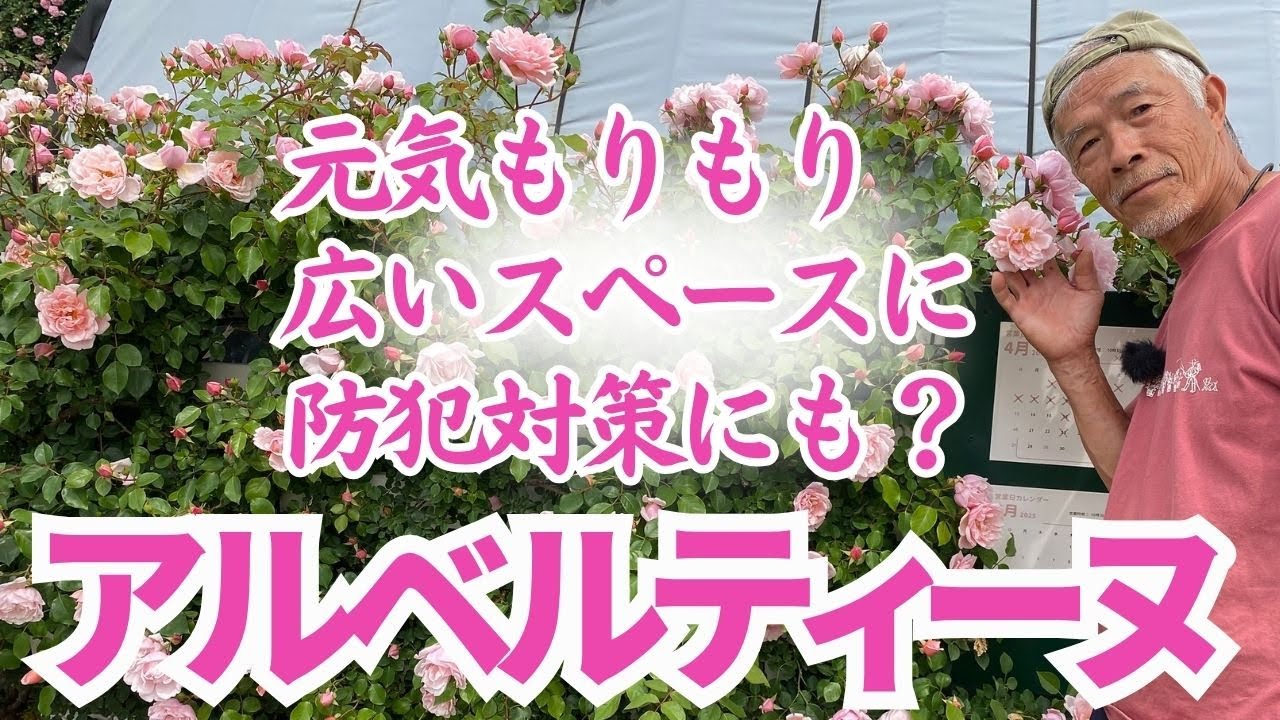 【あまり枯れない】アルベルティーヌ　元気もりもり！可愛い防犯にもなる?