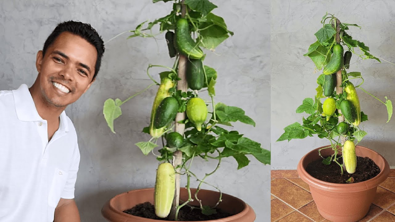 Como cultivar pepino em casa