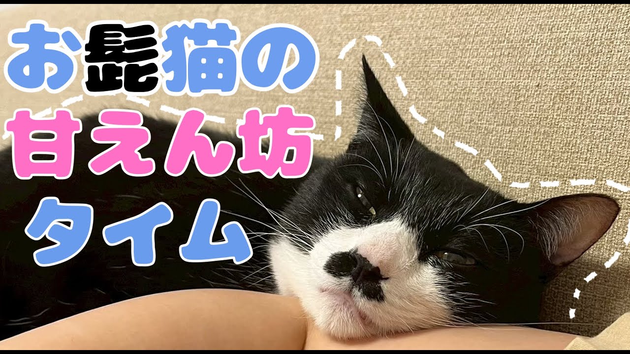 甘えん坊の猫の日常