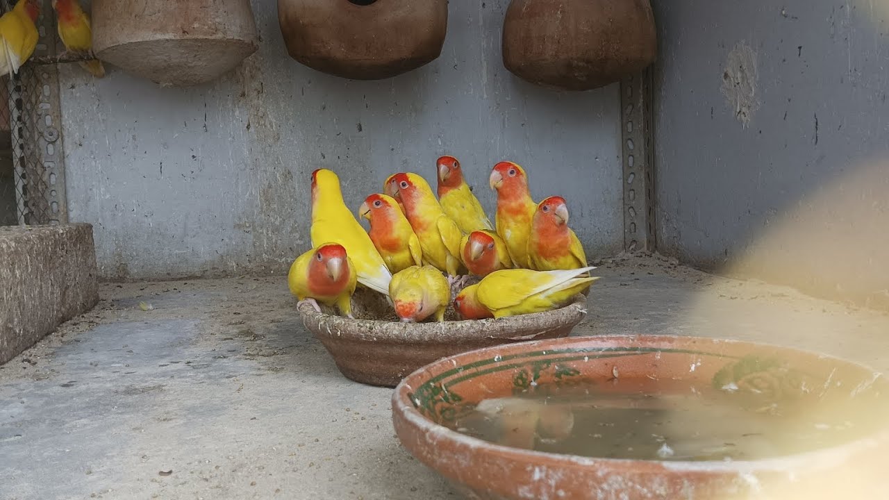 Breeding season starts 2025-26