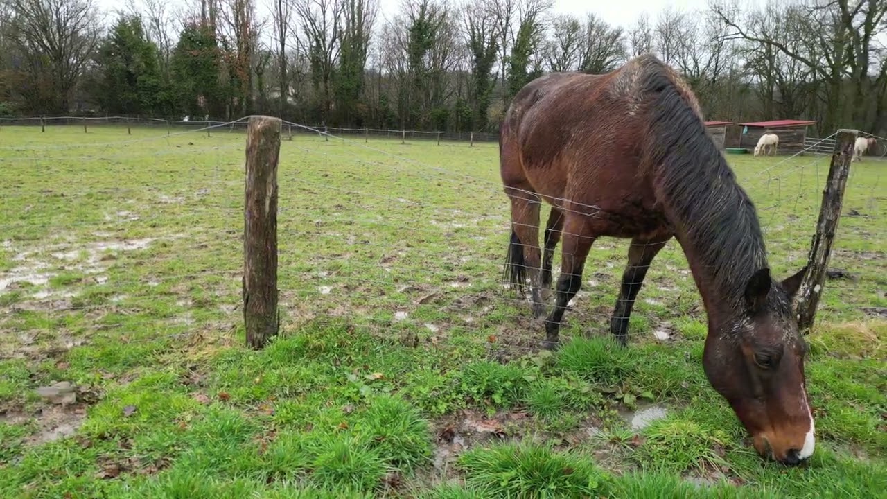 Can I move my horse from the fence with a drone?