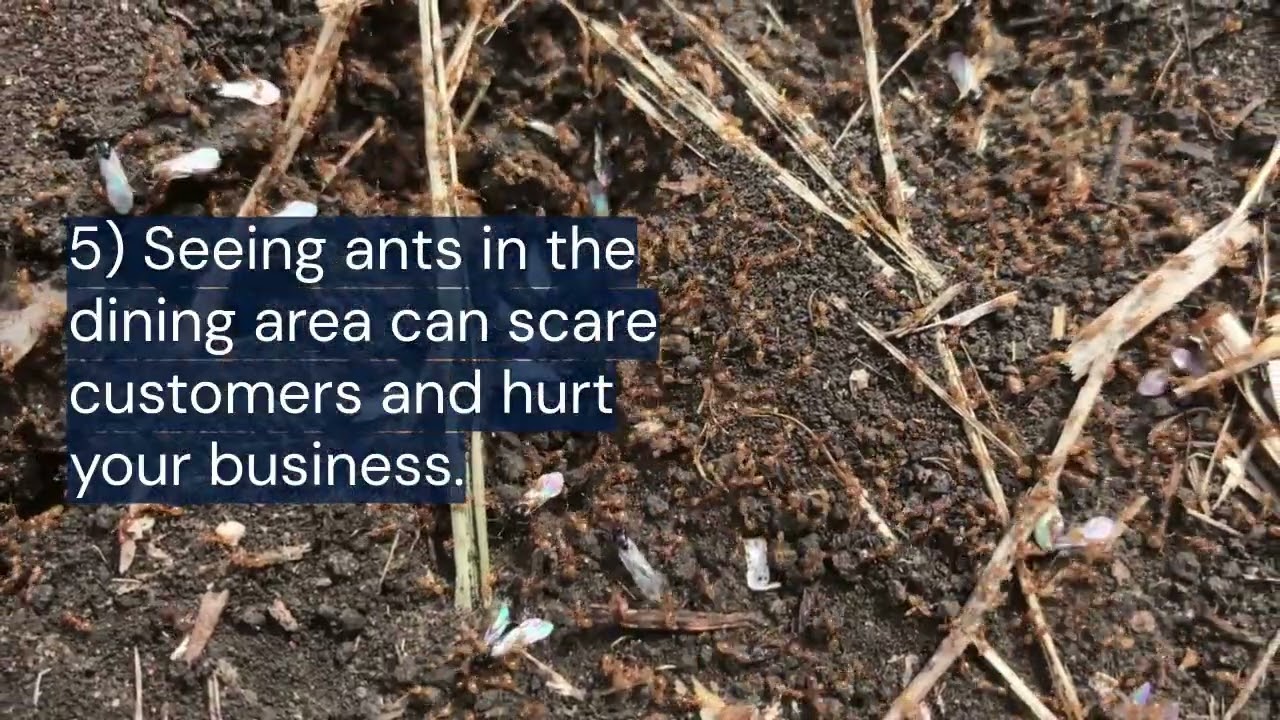 10 Warning Signs of an Ant Infestation in Your Restaurant | Pest Control Tips for Food Businesses