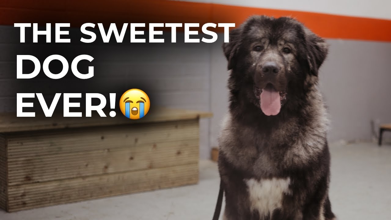 Abandoned Caucasian Shepherd Finds Hope & Healing