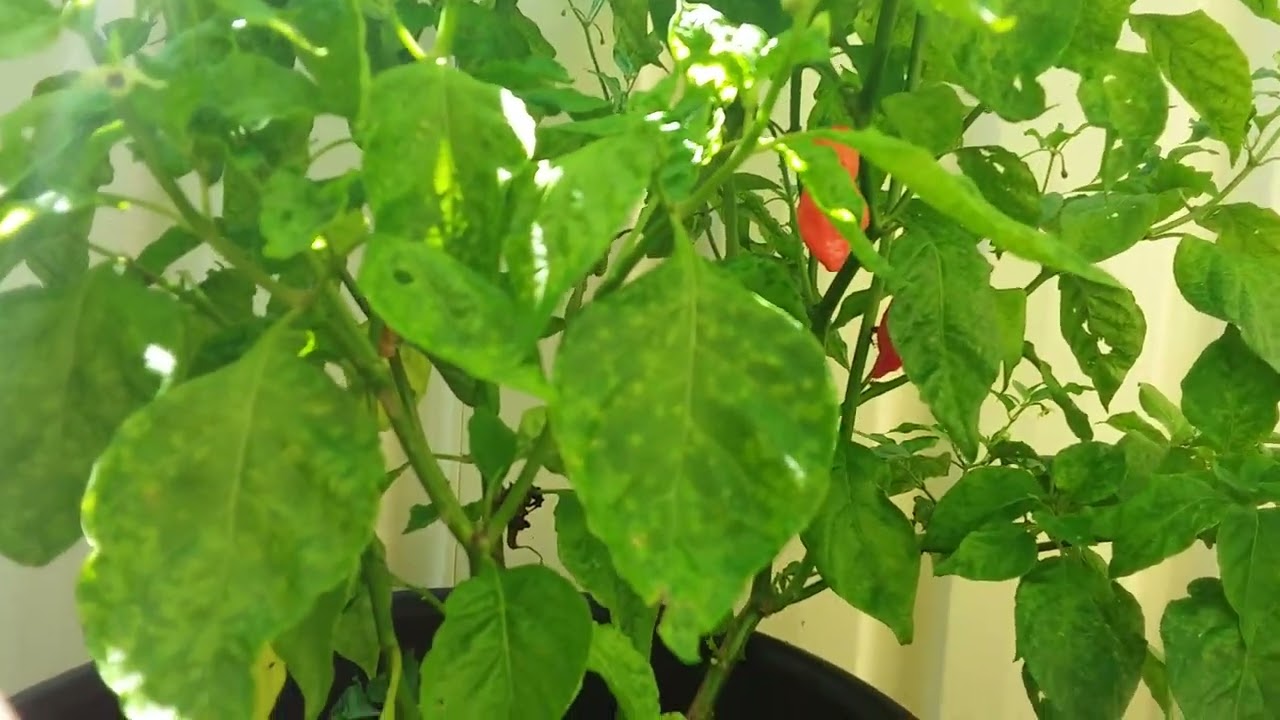 The chilli garden tour. Comment the name of the chillies you want to see me eat.