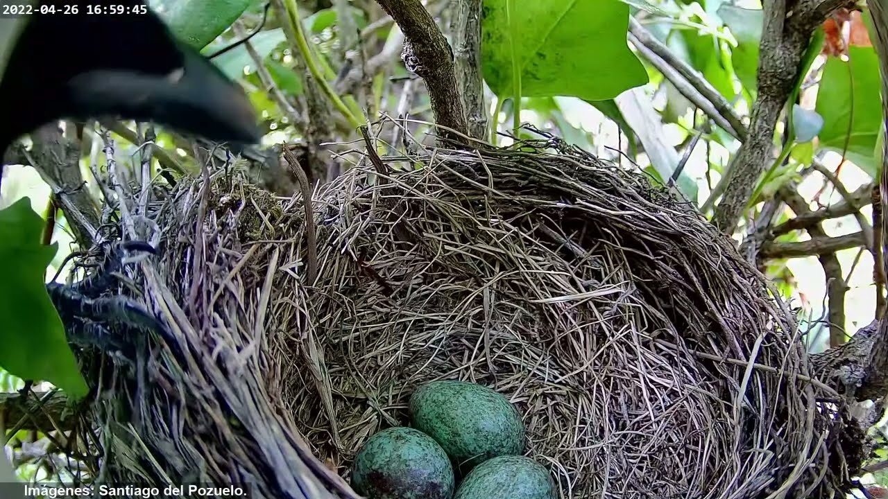 ¡Las urracas depredan los huevos! Mirlo común - Turdus merula - Common Blackbird / Collado Villalba.