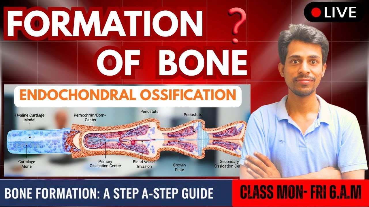 Bone Formation Endochondrial Ossification PART 2 Dr. Krishna Kumar Kushwaha |  Live Class Ana & phy