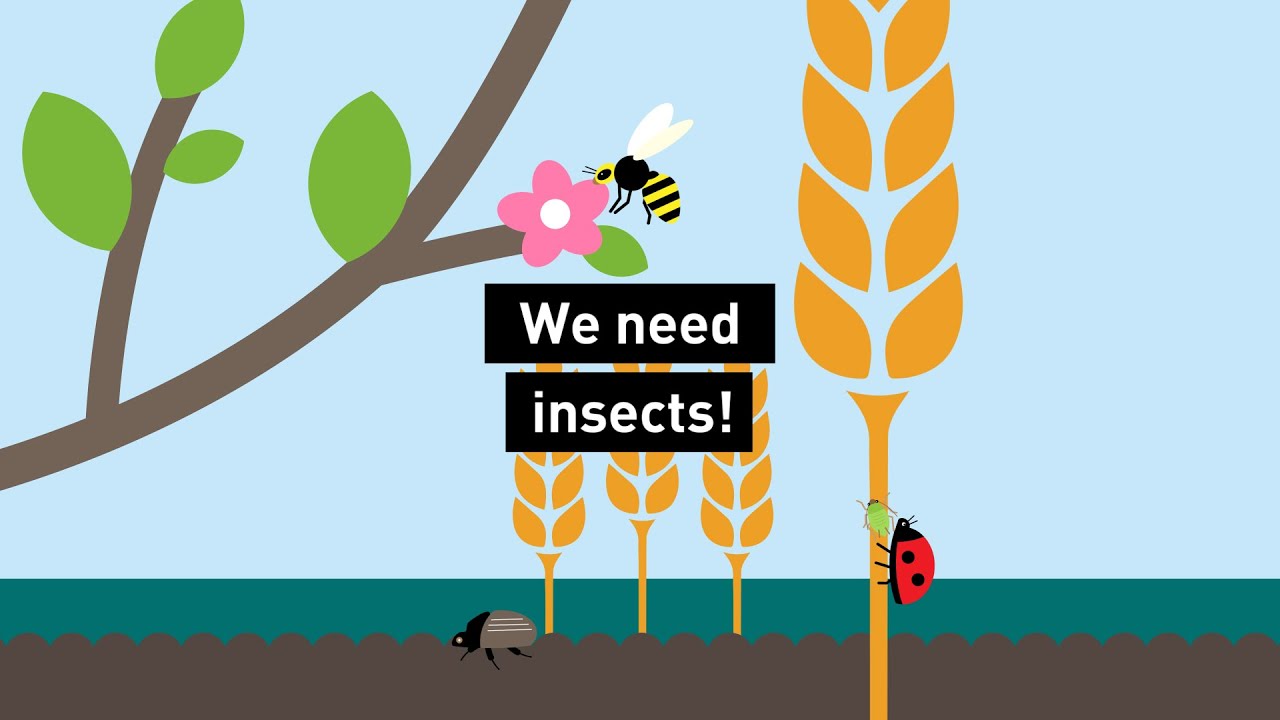We need insects!
