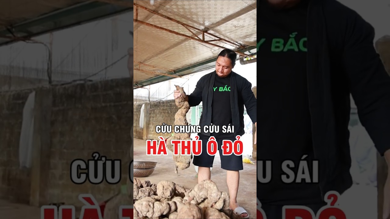 C&ocirc;ng đoạn tốn thời gian nhất nhưng lại quyết định chất lượng của h&agrave; thủ &ocirc;!#khahanhtaybactv #taybactv