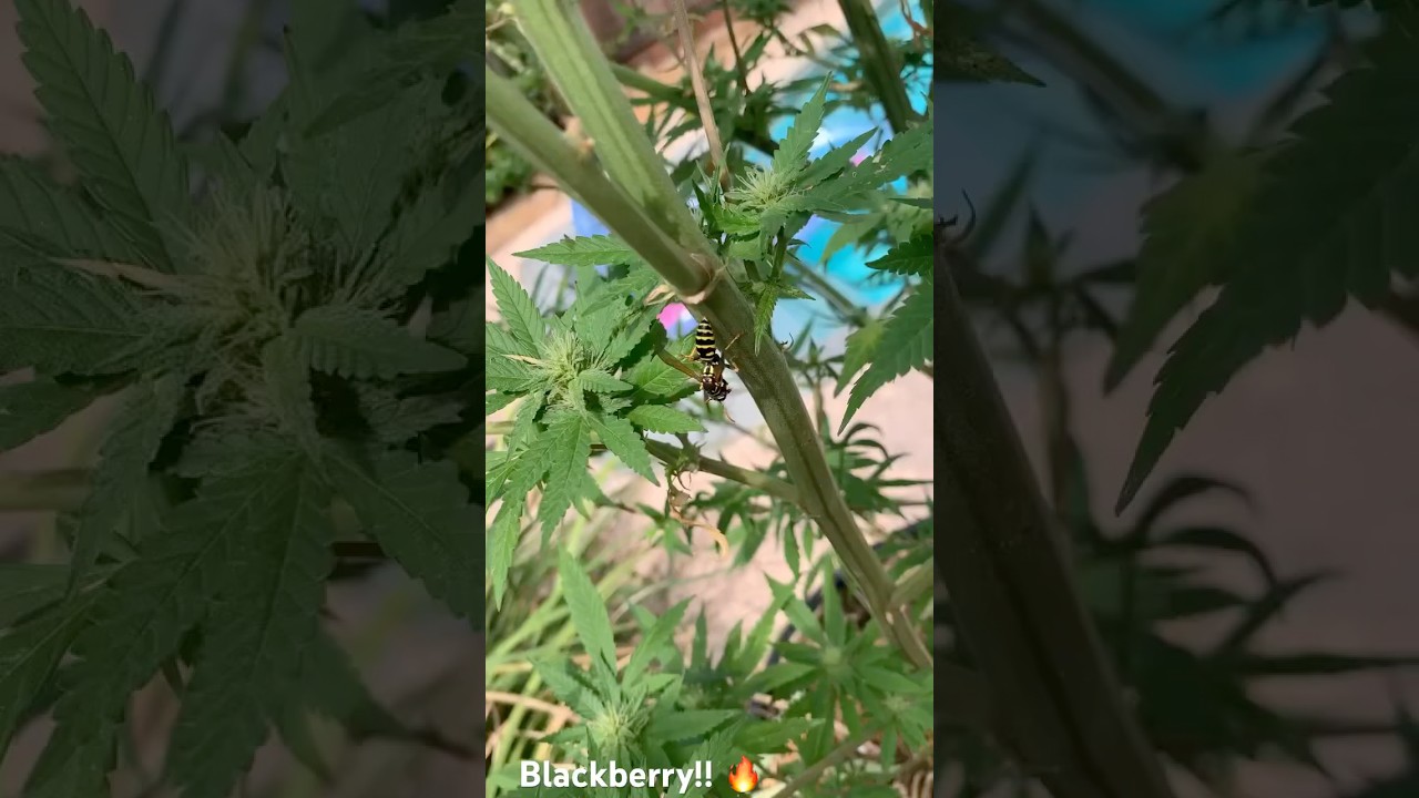 #sweet #growplants #plants #cannabiseducation #cannabisbenefits